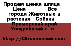 Продам щенка шпица.  › Цена ­ 15 000 - Все города Животные и растения » Собаки   . Приморский край,Уссурийский г. о. 